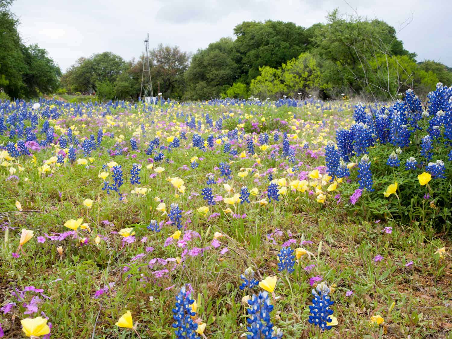 yellow, purple and blue wildflowers in Texas Hill Country