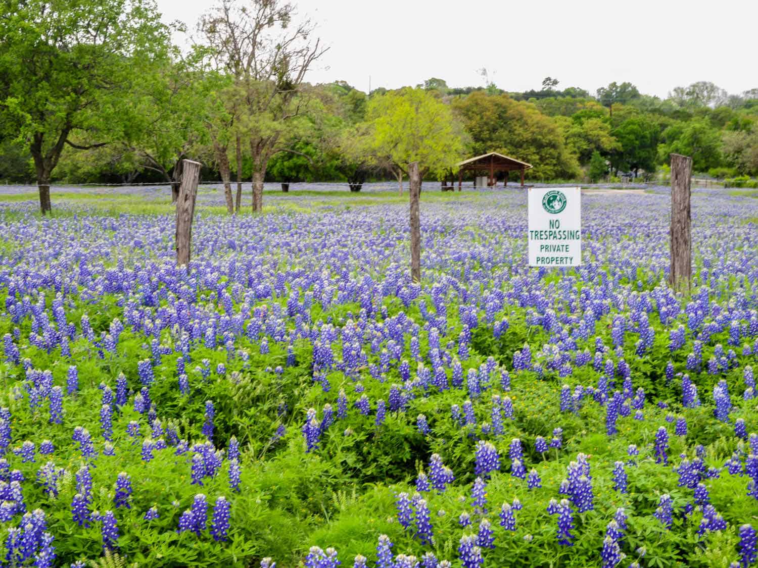 field of bluebonnets with a no trespassing sign on a fence as seen on a Texas Hill Country road trip.