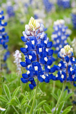 Texas Hill Country Road Trip to See the Bluebonnets