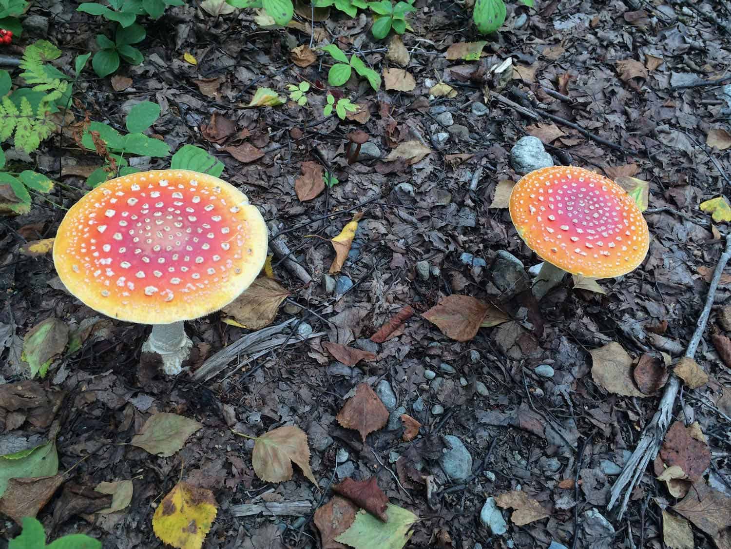 red and yellow mushrooms in the woods