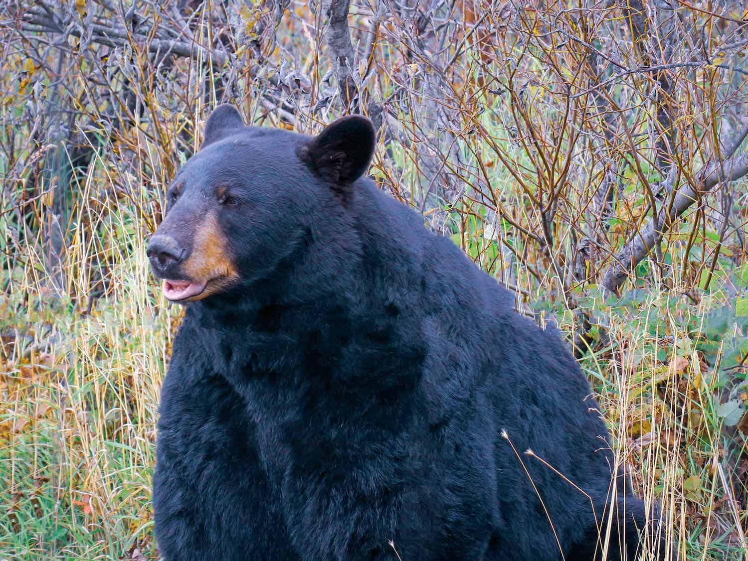 close up of a black bear at Alaska Wildlife Conservation Center