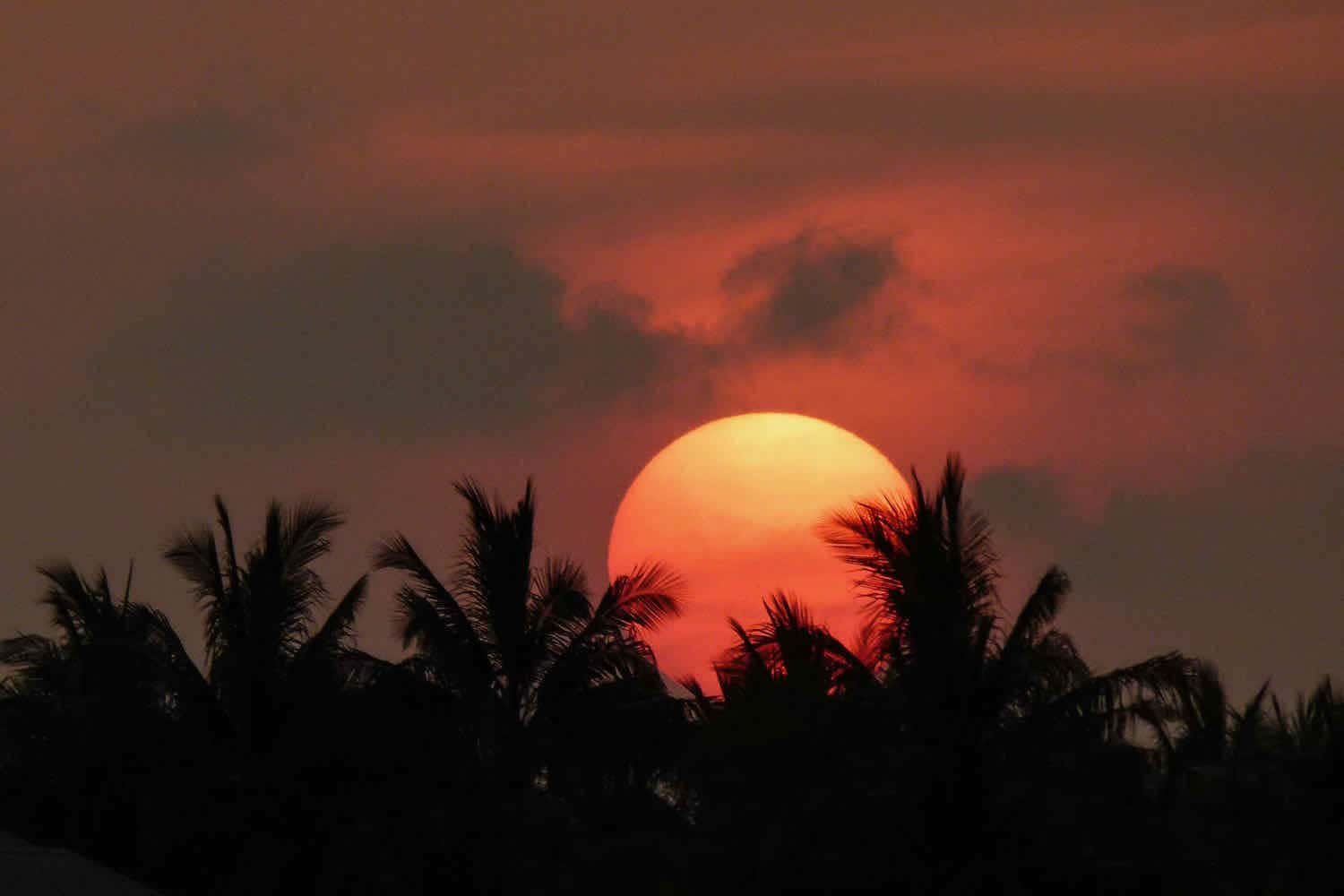 Yellow and red sun setting in a red sky behind palm trees