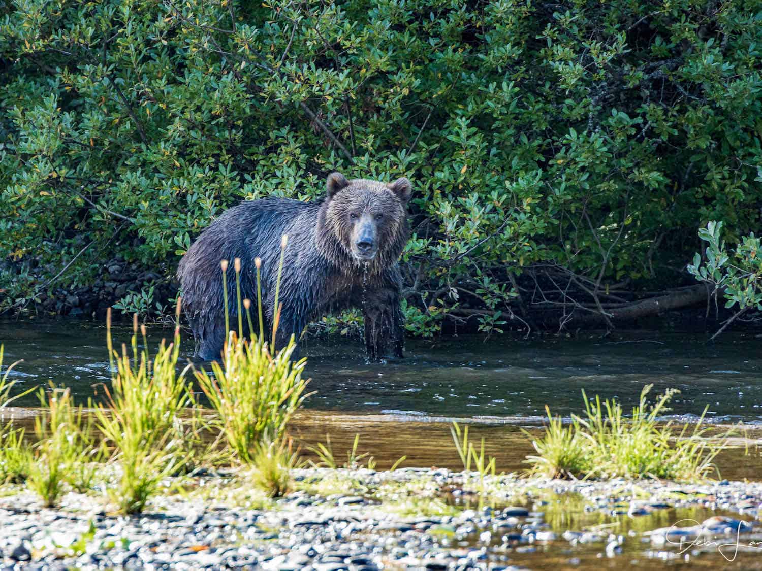 Kodiak bear next to a river with water dripping off his chin.