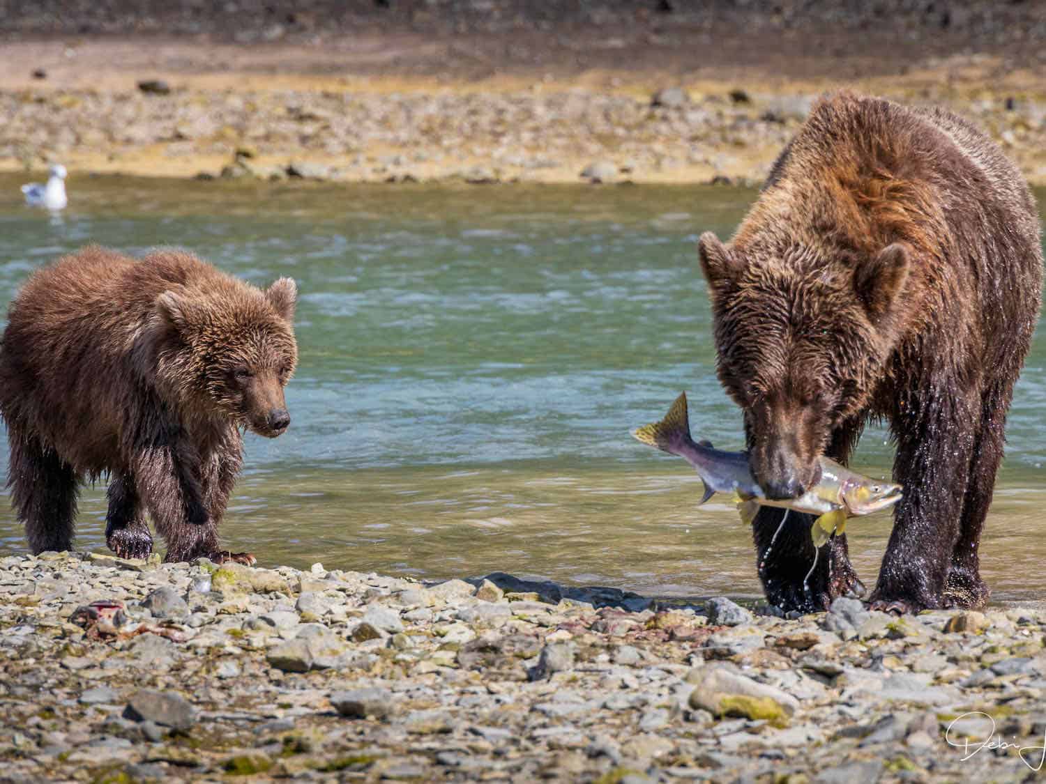 Baby bear watches a mother brown bear catching a fish in a river
