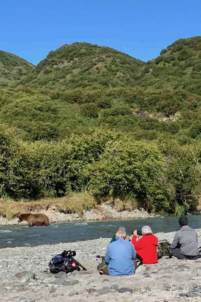 A bear at Katmai National Park fishes for salmon while three photographers watch