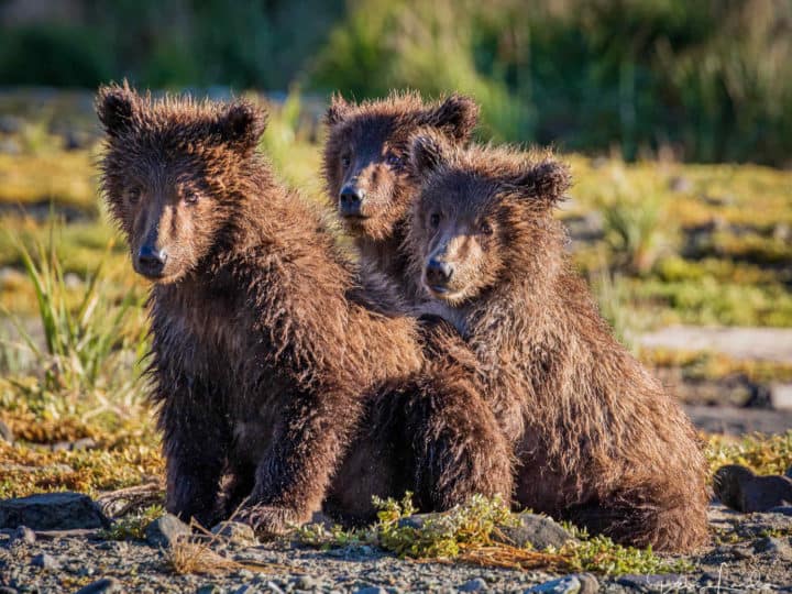 How to Go Kodiak Island Bear Watching in Alaska