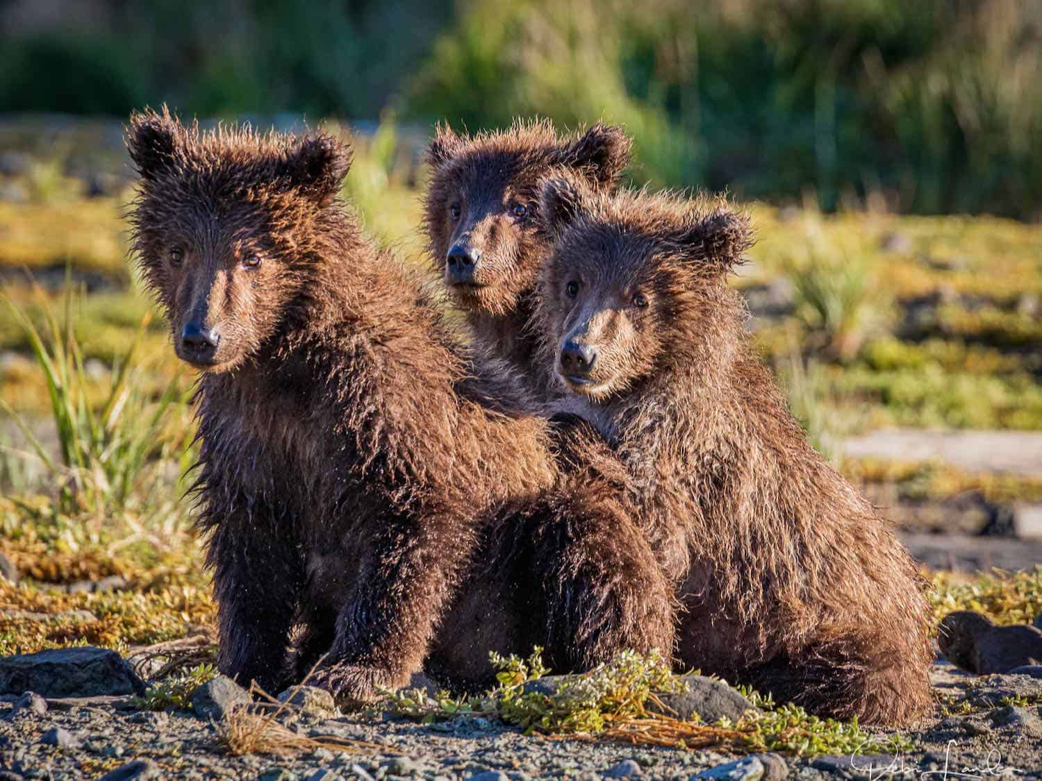 Three baby brown bears huddled together at Katmai National Park in Alaska