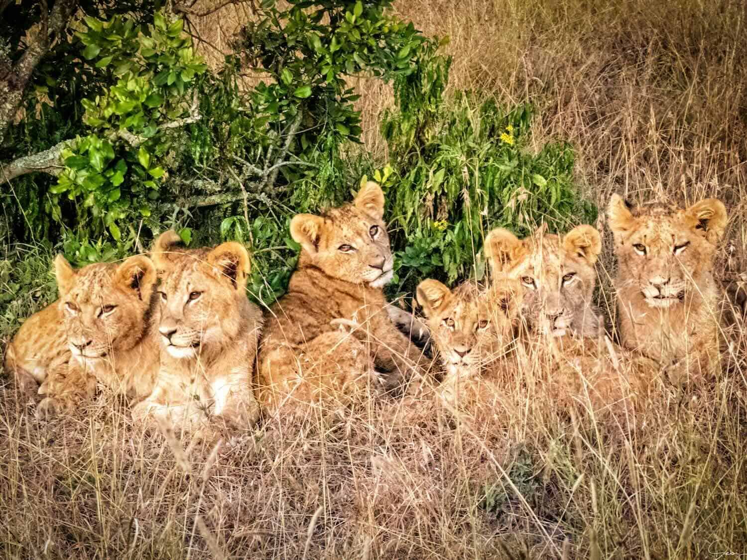 10 Days in Kenya: Safari Memories and More