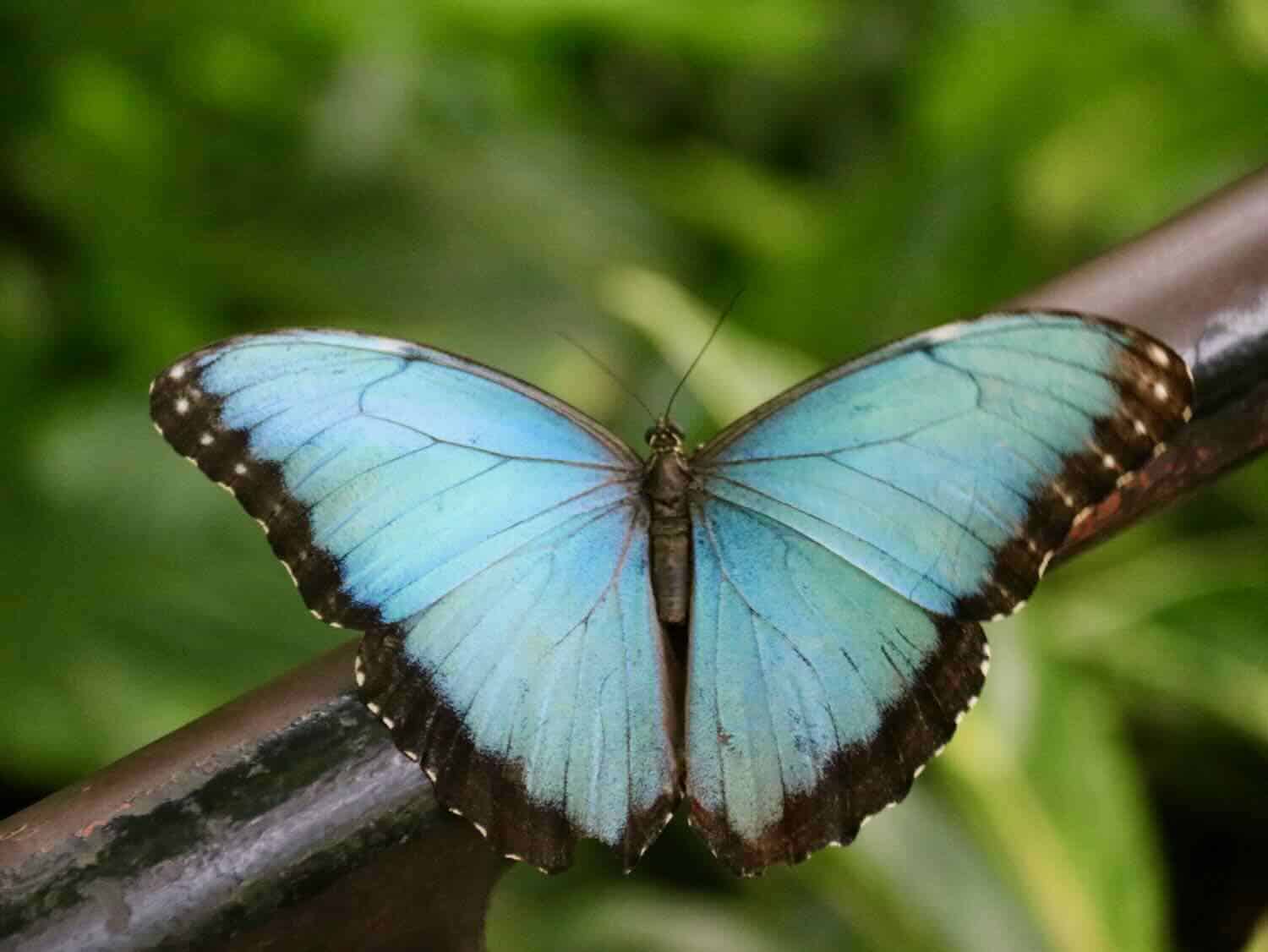 Blue morpho butterfly at Callaway Gardens Georgia.