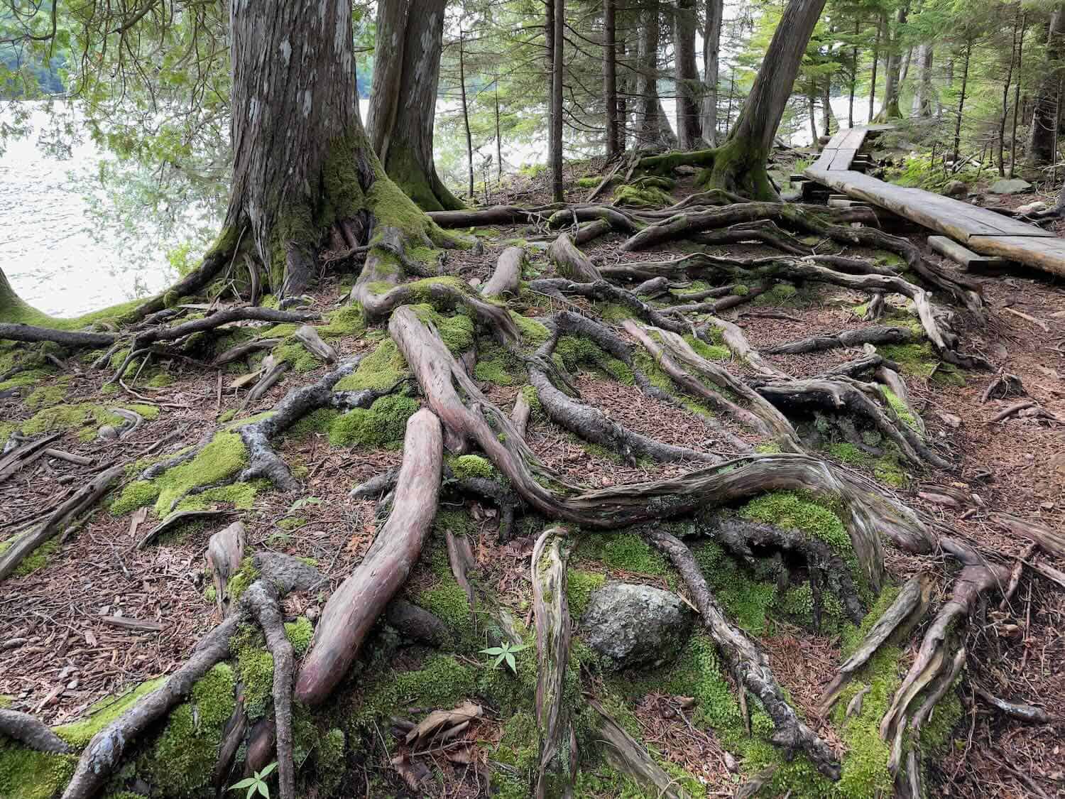 A wood boardwalk travels next to large exposed tree roots on the way to Jordan Pond in Acadia.