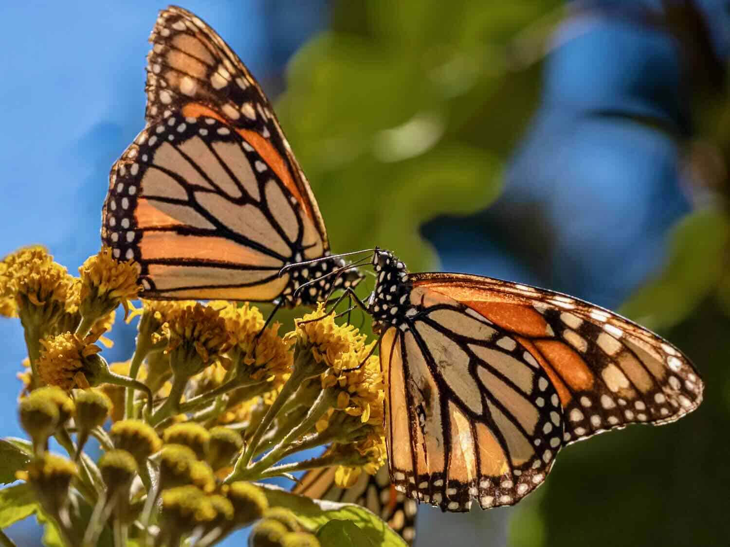 How to Travel to See Monarch Butterflies in Mexico