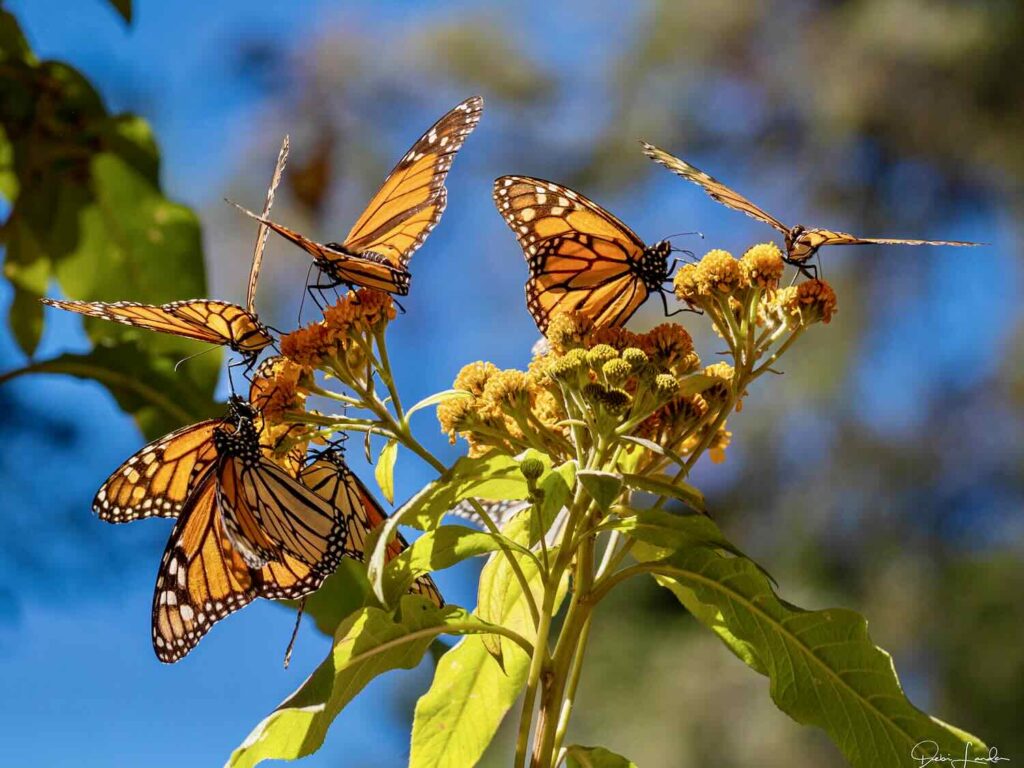 How to Travel to See Monarch Butterflies in Mexico