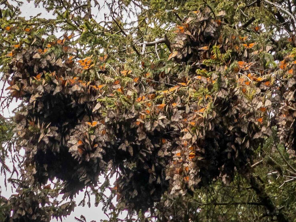 How to Travel to See Monarch Butterflies in Mexico