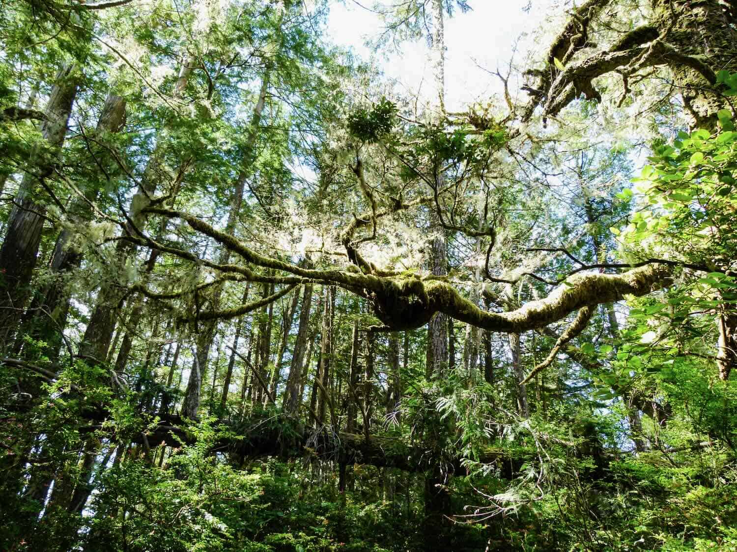 A tangle of tall trees and tree limbs create a green canopy on the Wild Pacific Trail on Vancouver Island.